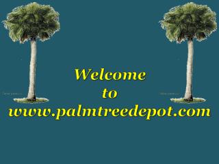 Palm Trees South Carolina.pdf
